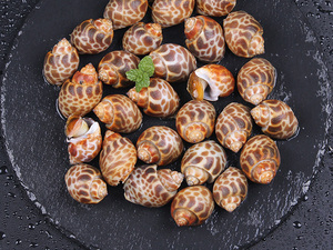 越南花螺鲜活冷冻大海螺贝壳水产海鲜