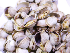 鲜活海鲜丹东黄海野生白蚬子 白甲 白蛤蜊 贝类海鲜水产